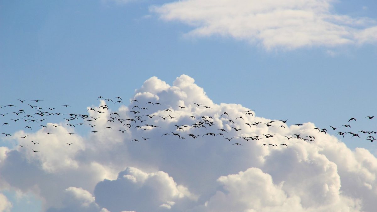 ¿Tu loro te llama por tu nombre? La ciencia confirma que no solo imitan