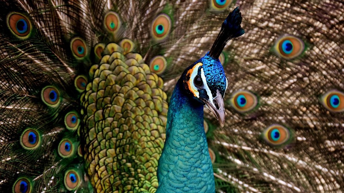 Peacock se apunta a la inflación del streaming: cuarto aumento de precios en cuatro años