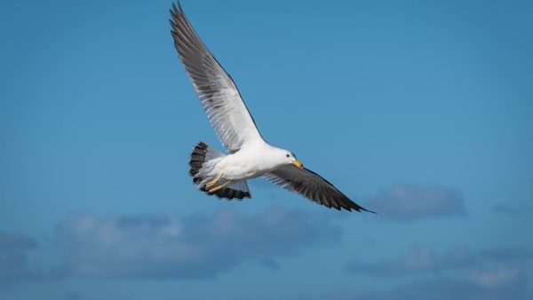 La gaviota de BYD crece: el ‘Great Seagull’ llegará en 2026 con 95 kW y LiDAR